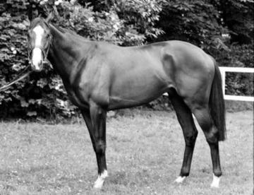 Shergar în 1981 - foto preluat de pe en.wikipedia.org